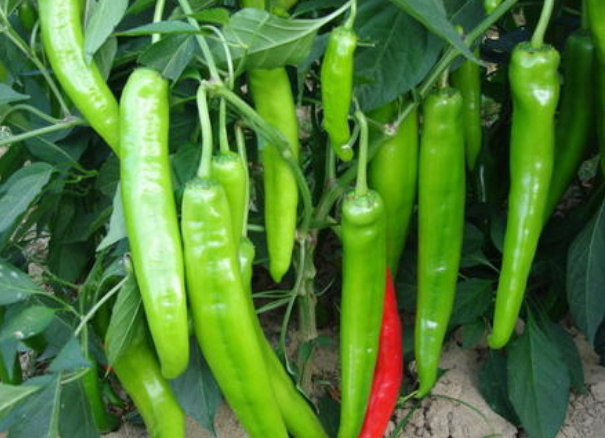 辣椒怎么种植方法