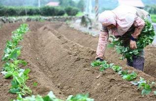 红薯种植的栽插方法有5种，哪种最高产？种植能手教你选用哪一种
