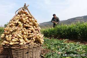生姜种植网(大姜种植管理抓好几点，个头大、产量高、品相好、卖价高)