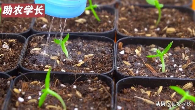 教你如何培育火龙果种子，自己在家也可以做，方法简单还不花钱