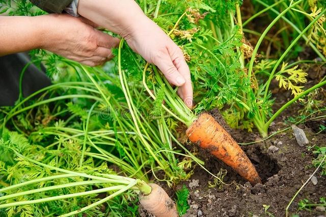 秋天种植胡萝卜，注意这四点，才能让胡萝卜茁壮成长