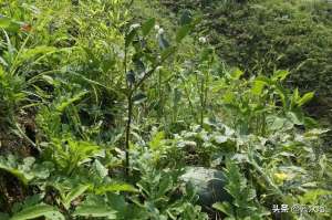 油茶种植方案(油茶幼林套种西瓜，每亩可增收数千元，高产栽培掌握5个技术要点)