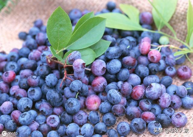 南方种植蓝莓，要选择好品种和注重管理
