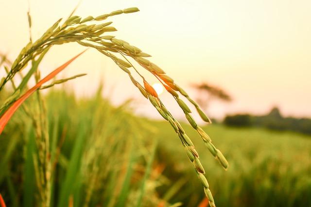 太空水稻首次成功育种，和陆地种植有何不同？