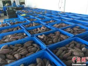 高山红薯种植基地图(客都梅州庆丰收 高山红薯走向大湾区市场)