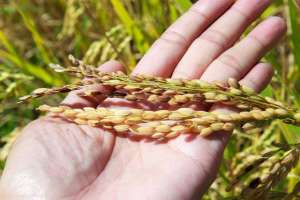 五常水稻种植时间表(五常大米如何种植出来的？需要哪些条件呢？)