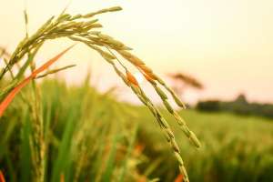 水稻种植技术ppt(太空水稻首次成功育种，和陆地种植有何不同？)