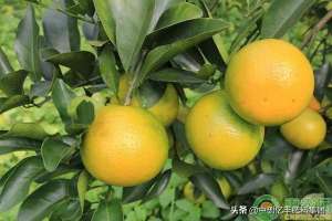 橙树种植技术(橙子种植方法和管理要点)
