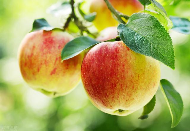 寒富苹果品种介绍寒富苹果苗种植技术寒富苹果成熟期