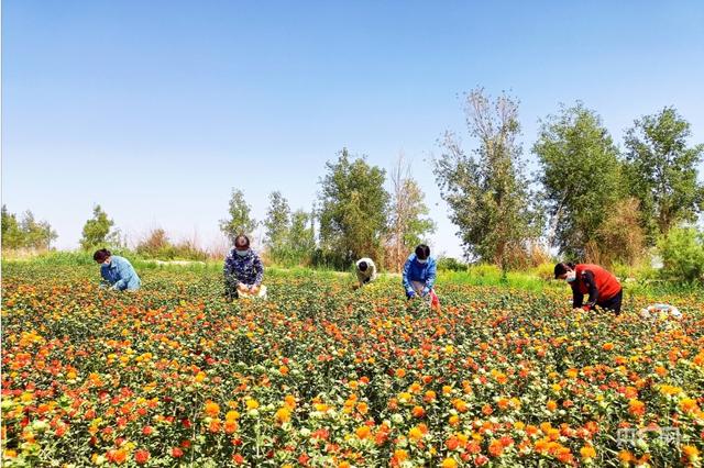 乡村振兴看新疆丨小红花成了“致富花”