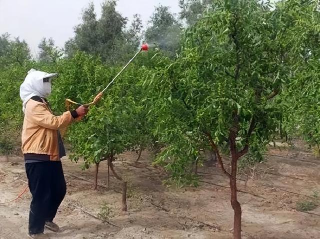 学会枣树种植的4个步骤，其实很简单，秋季定会让你收获累累硕果