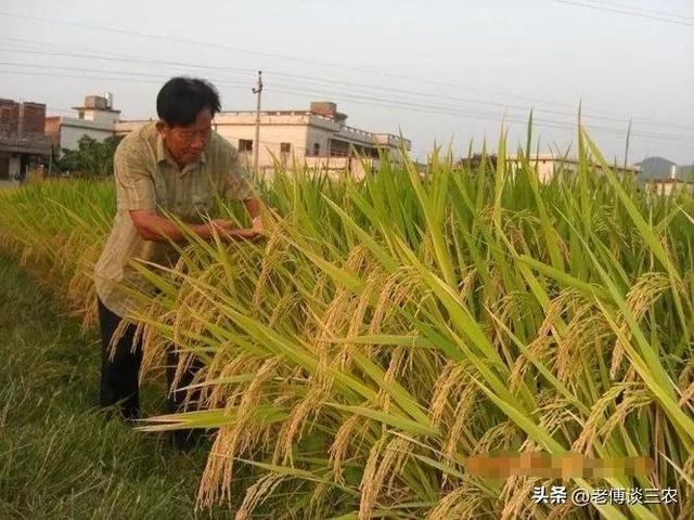 竹子和水稻杂交结出稻谷叫竹稻，不易发病虫害，品质好经济效益高
