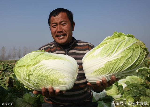 只要学会这些种植技巧，大白菜就能长得好、产量高、多卖钱！