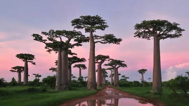 猴面包树寿命可达5000年，能吃能喝能住，为何引进中国却大变样？