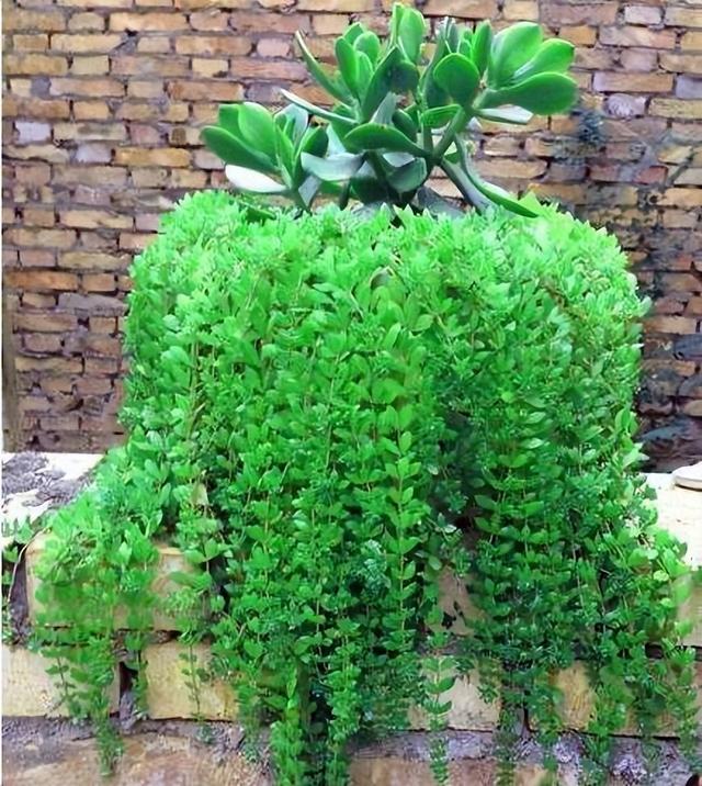 普通的垂盆草，用1招，养成漂亮旺盛的盆景，扦插后3个月长满盆
