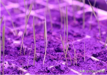 对话三农科学家｜水稻60天就能收获？种地竟然不用土？