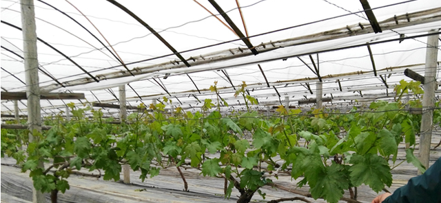 大棚葡萄种植户必须会的技术操作！提前上市就看萌芽好不好了！