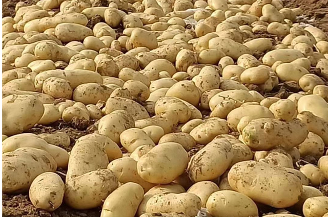 马铃薯丰产栽培实用技术，壮芽移栽法能结大薯，增产50%以上