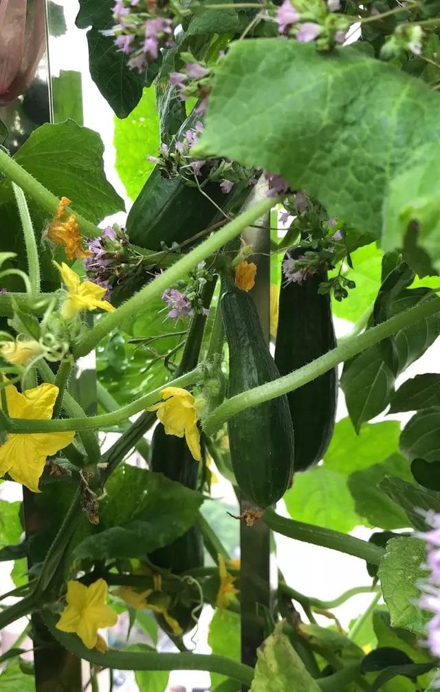 阳台露台种黄瓜，只要做到“2点”，挂果一茬茬，旺盛易丰收
