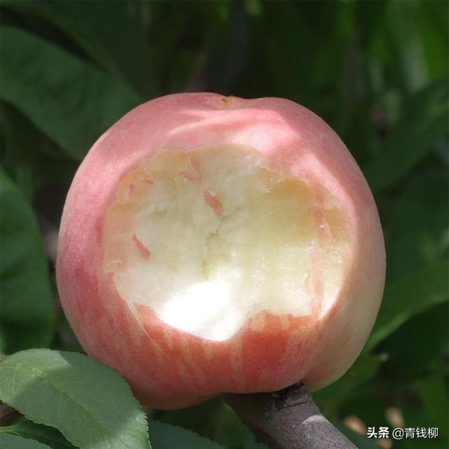 无锡阳山水蜜桃高产栽培技术