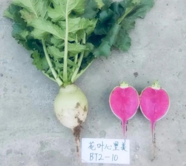 北京老口味蔬菜栽培技术——花叶心里美萝卜