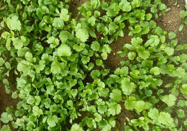 阳台如何种植香菜？注意两点，发芽更快长势更好，壮实茂盛