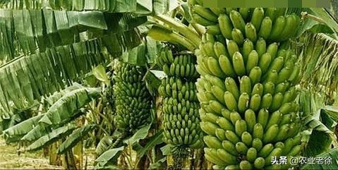 香蕉栽种以及管理方法有哪些？