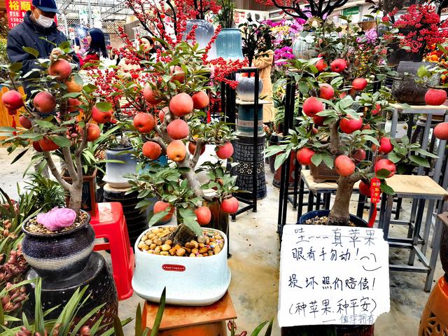 苹果树也搬出来卖 广东人春节之狂野