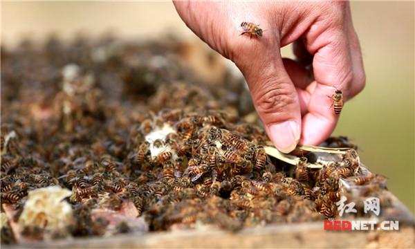 郴州“蜜蜂哥”：养蜂助贫困乡亲过上甜蜜生活