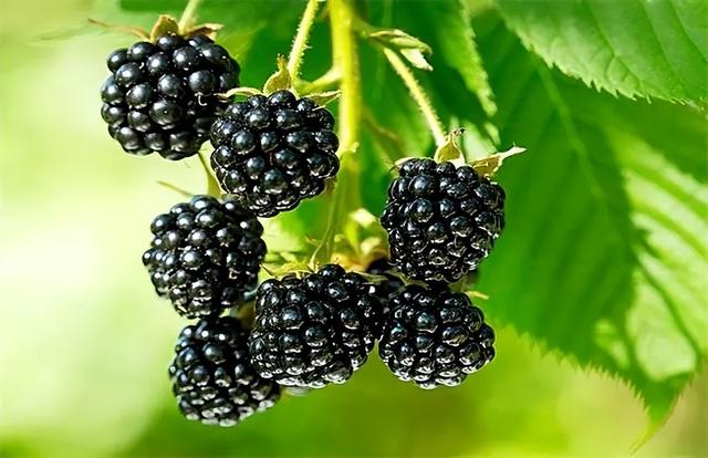 黑莓种植指南：如何在自家花园种植产量丰硕的黑莓？
