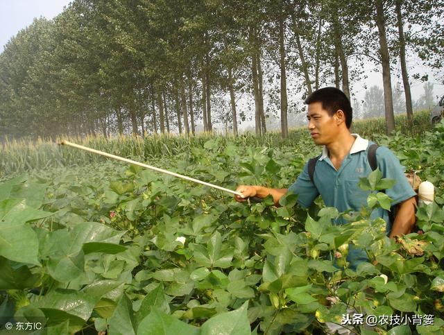 棉花高产有技巧，用好这些播种管理方法，出苗齐、棉桃多、易增产