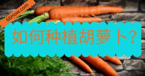 胡萝卜的种植(如何种植胡萝卜？)
