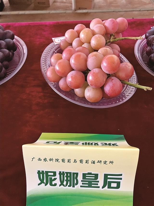 100多个适宜广西栽培的葡萄新品种亮相 粉葡萄备受关注