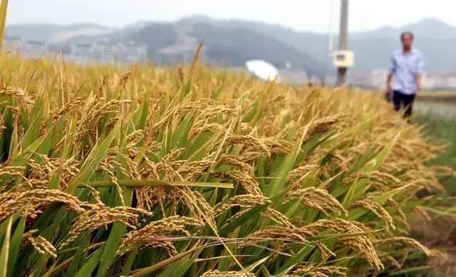 水稻种植全过程