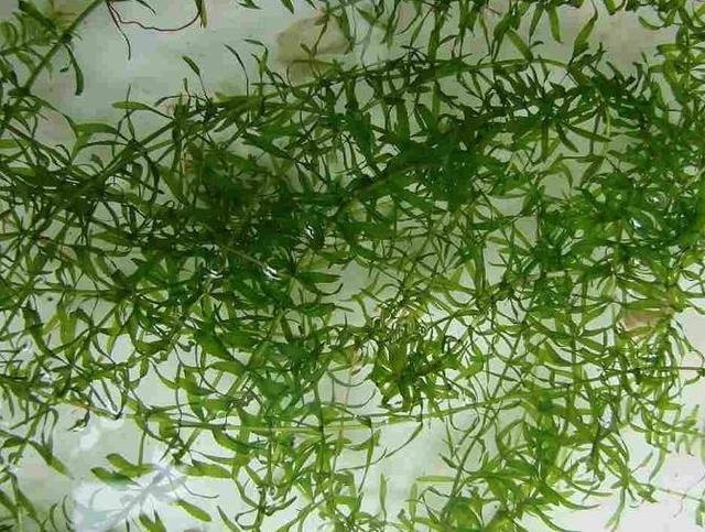 小龙虾塘中，种伊乐藻有那些好处？什么时候种？怎么种？