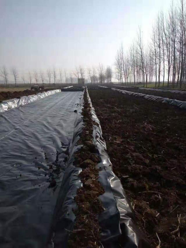 莲藕高产高效栽培技术体系（适用于黄河流域）
