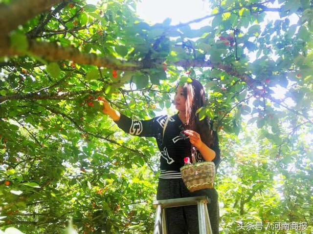 郑州樱桃沟万亩樱桃已成熟！坐等客官采摘品尝，来吗？