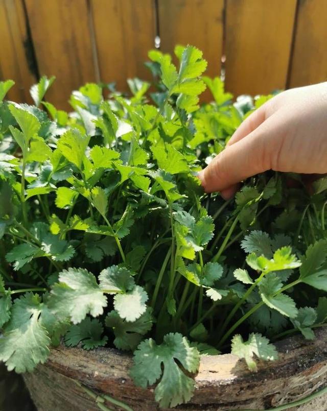 阳台如何种植香菜？注意两点，发芽更快长势更好，壮实茂盛