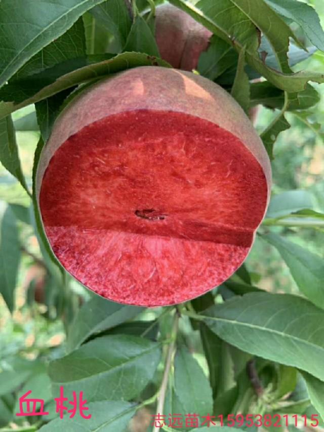 桃树发展前景浅谈及如何规避种植风险