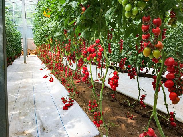 樱桃西红柿如何种植？掌握7项高效栽培技术，产量高品质佳效益好
