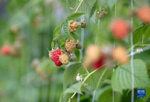 中国树莓种植基地(宁夏贺兰：种植红树莓 助力乡村振兴)