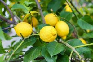 四季柠檬种植技术(四季柠檬的精心养护手册：方法与注意事项)