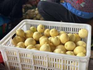 种植柠檬效益(四川大英：万亩柠檬喜获丰收，小果子背后的大产业)