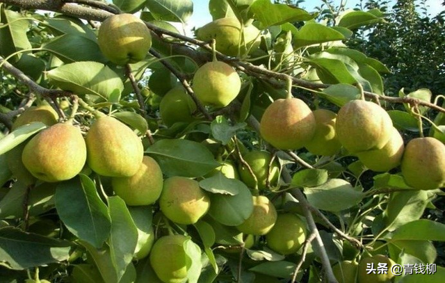 库尔勒香梨高产优质栽培技术