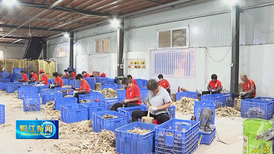 阳西程村：深耕产业发展 打造沉香产业链