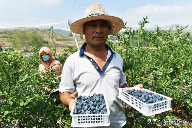 怎样才能种活又种好蓝莓？种植蓝莓有3大基本要求，具体怎么做？
