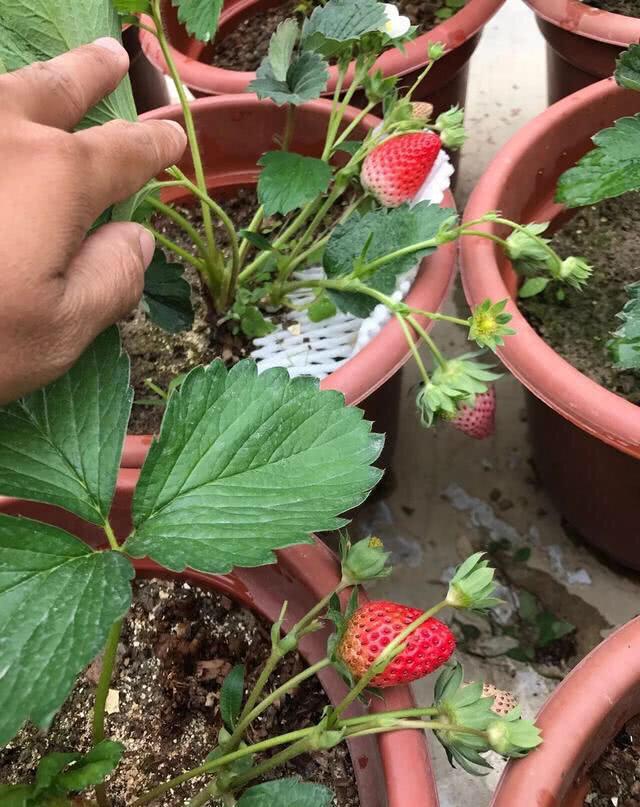 想吃好草莓，自己动手栽，用些土方法，挂果几十棵，一摘一大盘