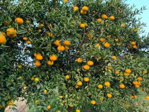 橘子种植前景(柑橘的市场前景，四年之期是分水岭，6大趋势分析是否有道理)