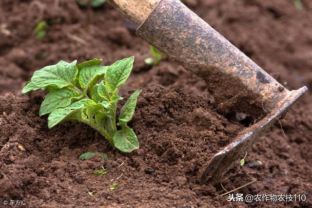马铃薯 早春怎么种植效益更好？（值得收藏）