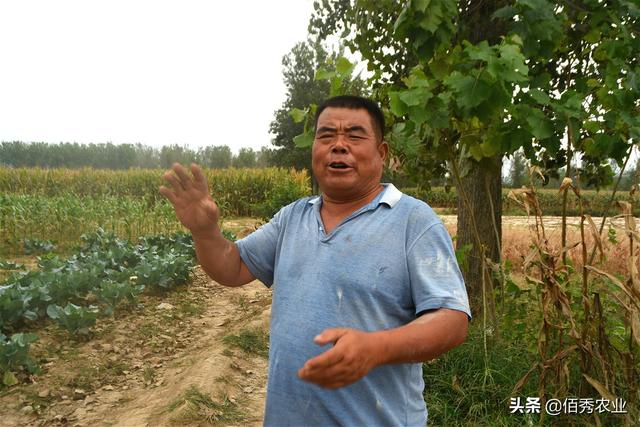 安徽农民种植甘蔗，销售方式很传统，每亩稳定获利12000元